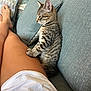 cat, couch, cozy, domestic, ears, human_leg, indoor, kitten, legs, living_room, paw, pet, pillow, portrait, relaxed, sitting, sofa, tabby_cat, textile, whiskers