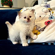 Akina participe au concours pour gagner de l'argent avec cette photo : kitten, cat, fluffy, white, ears, paws, couch, pillow, floral_pattern, indoor, pet, curious, small, cute, animal, feline, young, domestic, home, soft