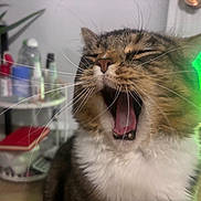 Oliver is registered to the contest to win money with this photo: cat, tabby_cat, yawning, whiskers, close_up, indoor, pet, mammal, fur, mouth_open, tongue, nose, ears, desk, shelf, plant, bottle, notebook, monitor, blur_background