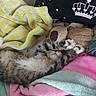 Pi is registered to the contest to win money with this photo: kitten, cat, sleeping, paw, blanket, plush_toy, teddy_bear, cozy, fur, striped, indoor, soft, cute, resting, colorful, fabric, pet, animal, comfort, relaxation
