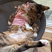 Pi joined the competition — help win amazing prizes! cat, tabby_cat, sleeping, pink_outfit, star_clip, mesh_chair, indoor, window, sunlight, tile_floor, toys, paw, whiskers, fur, relaxed, pet, cute, resting, animal, cozy
