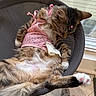 cat, tabby_cat, sleeping, pink_outfit, star_clip, mesh_chair, indoor, window, sunlight, tile_floor, toys, paw, whiskers, fur, relaxed, pet, cute, resting, animal, cozy