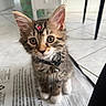 Pi is registered to the contest to win money with this photo: kitten, cat, pet, fur, whiskers, ears, collar, bell, eyes, floor, tile, plastic, indoor, furniture, drawer, curious, cute, small, star_sticker, sitting