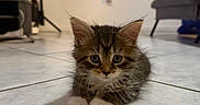Pi joined the competition — help win amazing prizes! kitten, cat, pet, animal, indoor, floor, tile, fur, cute, young, whiskers, ears, paws, looking, curious, home, living_room, furniture, television, coatrack