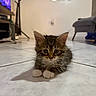 kitten, cat, pet, animal, indoor, floor, tile, fur, cute, young, whiskers, ears, paws, looking, curious, home, living_room, furniture, television, coatrack