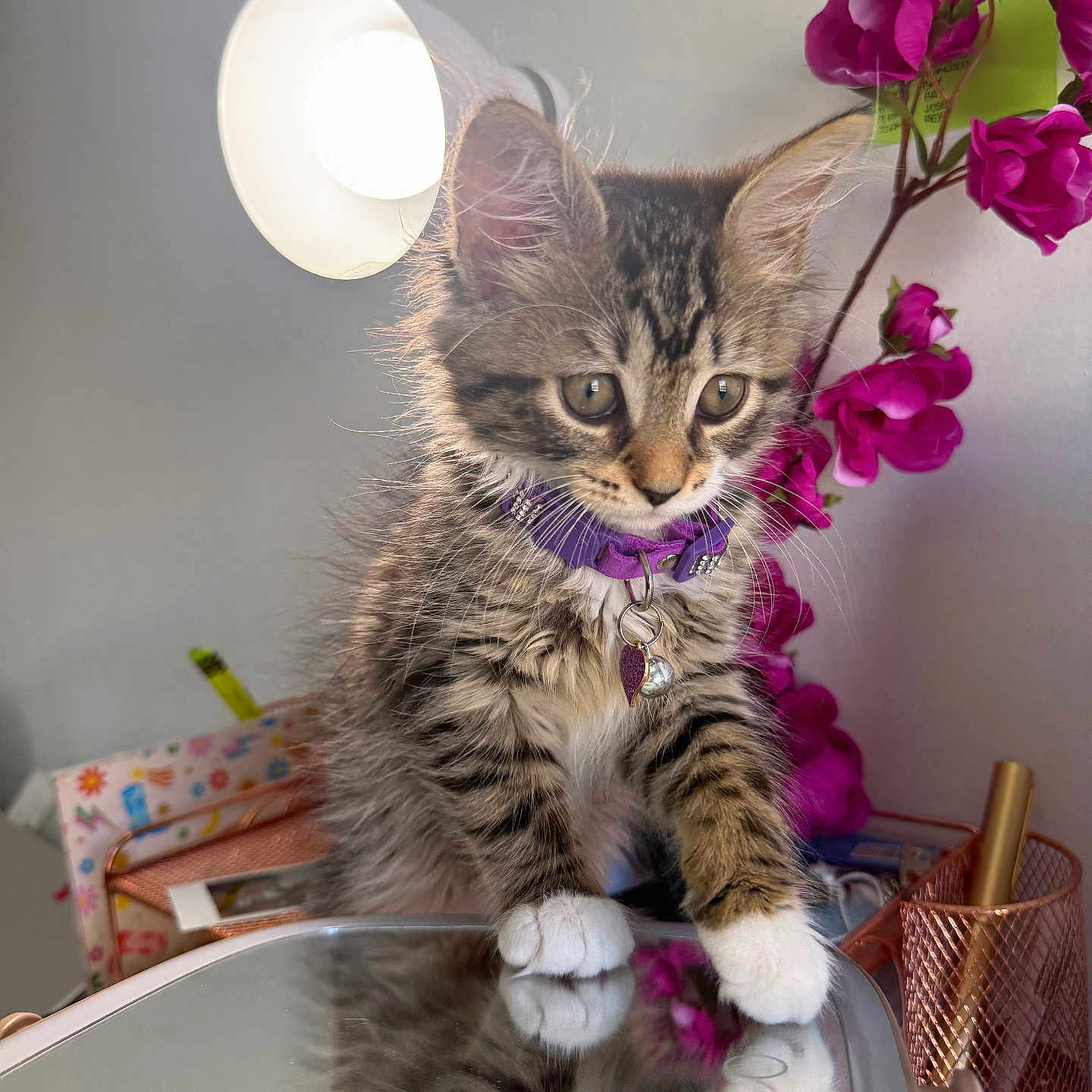 Pi is registered to the contest to win money with this photo: kitten, cat, tabby, feline, collar, purple_collar, reflection, flowers, pink_flowers, lamp, indoor, pet, cute, curious, whiskers, fur, paws, table, decor, charm