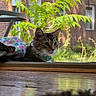 cat, floral_outfit, windowsill, screen_door, plant, brick_building, indoor, outdoor, curious, feline, greenery, daylight, wood_floor, pet, relaxing, closeup, domestic_animal, window_view, collar, leaf
