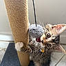 kitten, cat, scratching_post, toy_mouse, playful, fur, whiskers, claws, floor, indoor, pet, curious, paw, close_up, young_cat, tabby, ears, eyes, collar, captive