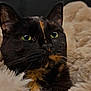 Kiara participe au concours pour gagner de l'argent avec cette photo : cat, tortoiseshell_cat, close_up, green_eyes, whiskers, fur, pet, animal, cozy, blanket, soft, indoor, resting, cute, feline, domestic_cat, portrait, fluffy, curious, relaxed