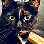 Kiara participe au concours pour gagner de l'argent avec cette photo : cat, tortoiseshell, close_up, portrait, yellow_eyes, whiskers, fur, animal, pet, indoor, face, ears, nose, feline, looking, detail, texture, focus, background_blur, lighting