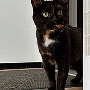 Kiara a rejoint le concours — aidez-le/la à gagner de superbes lots ! cat, tortoiseshell, green_eyes, curious, indoor, wooden_floor, mat, white_wall, pet, animal, feline, standing, alert, whiskers, ears, fur_pattern, close_up, domestic_cat, house_pet, black