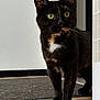 cat, tortoiseshell, green_eyes, curious, indoor, wooden_floor, mat, white_wall, pet, animal, feline, standing, alert, whiskers, ears, fur_pattern, close_up, domestic_cat, house_pet, black