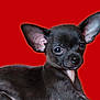 Oréo participe au concours pour gagner de l'argent avec cette photo : dog, puppy, chihuahua, black_dog, pet, animal, ears, cute, portrait, canine, fur, small_dog, looking, young_dog, domestic_animal, mammal, alert, studio_shot, isolated, red_background