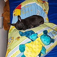 Oréo a rejoint le concours — aidez-le/la à gagner de superbes lots ! dog, sleeping, black_dog, plush_toy, stuffed_animal, pillow, bed, blue_bedspread, winnie_the_pooh, yellow, blue, green, toy_turtle, stuffed_bear, cozy, indoor, nap, cute, small_dog, resting