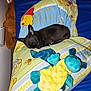 dog, sleeping, black_dog, plush_toy, stuffed_animal, pillow, bed, blue_bedspread, winnie_the_pooh, yellow, blue, green, toy_turtle, stuffed_bear, cozy, indoor, nap, cute, small_dog, resting
