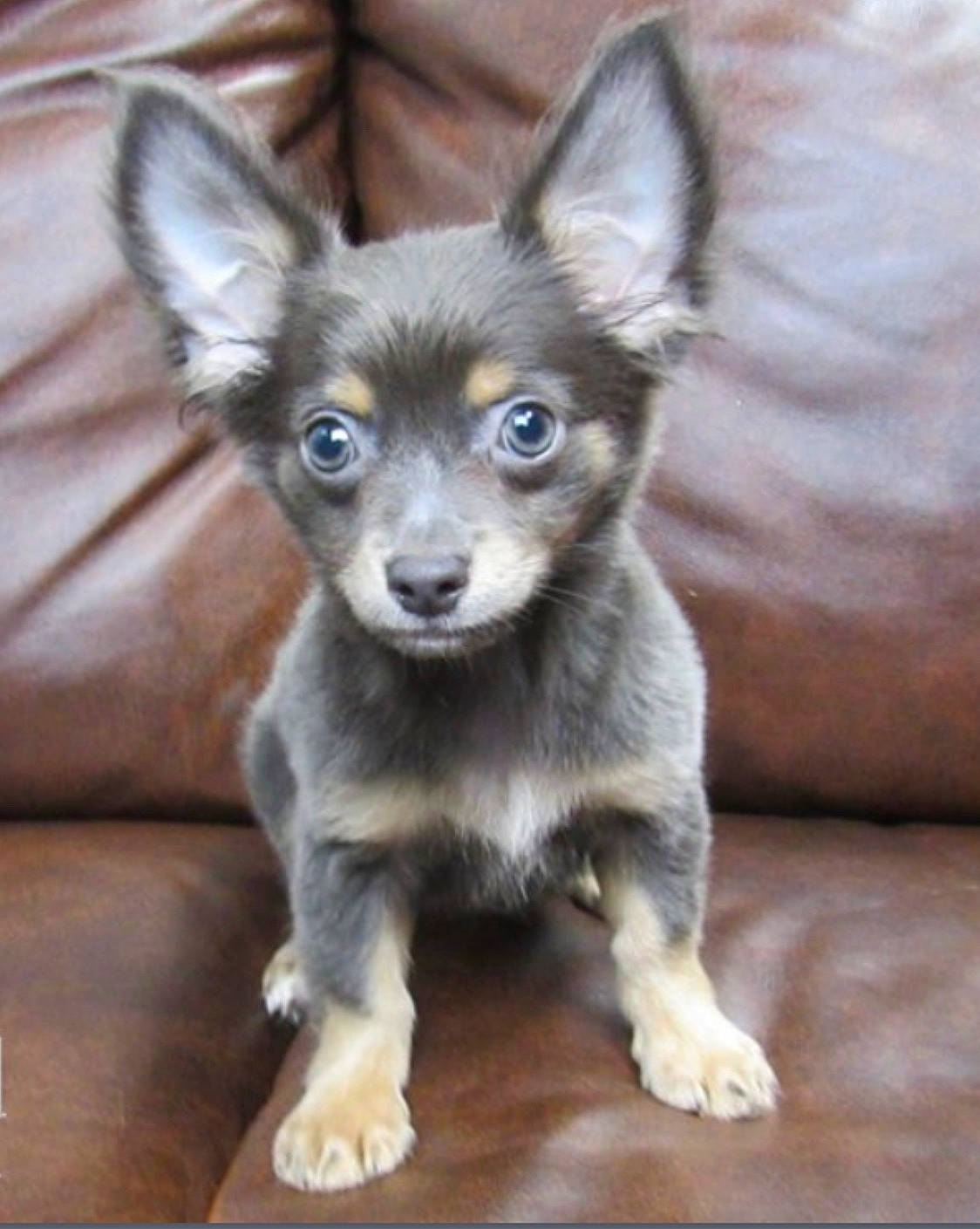 Blue joined the competition — help win amazing prizes! ancient_dog_breeds, canidae, carnivore, chihuahua, companion_dog, dog, dog_breed, fawn, mammal, puppy, rare_breed_dog, snout, sporting_group, vertebrate, whiskers