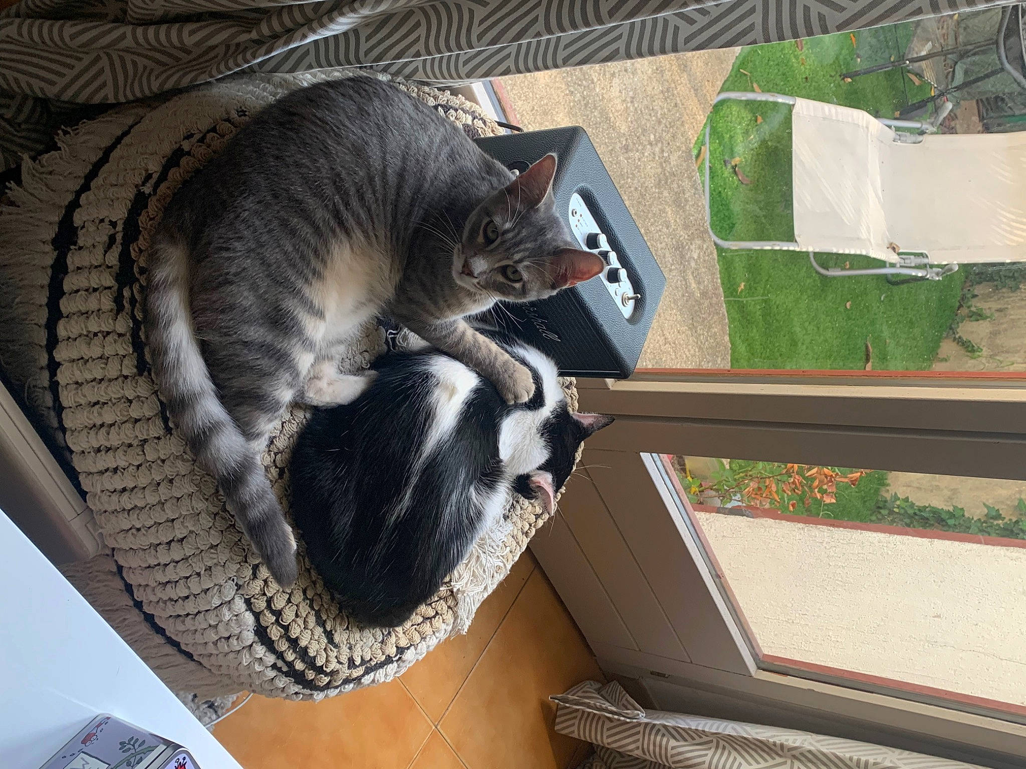 Sami participe au concours pour gagner de l'argent avec cette photo : animal_shelter, canidae, carnivore, cat, cat_supply, comfort, dog_breed, domestic_short_haired_cat, felidae, fur, paw, pet_supply, plant, room, small_to_medium_sized_cats, sporting_group, tail, whiskers, window, wood