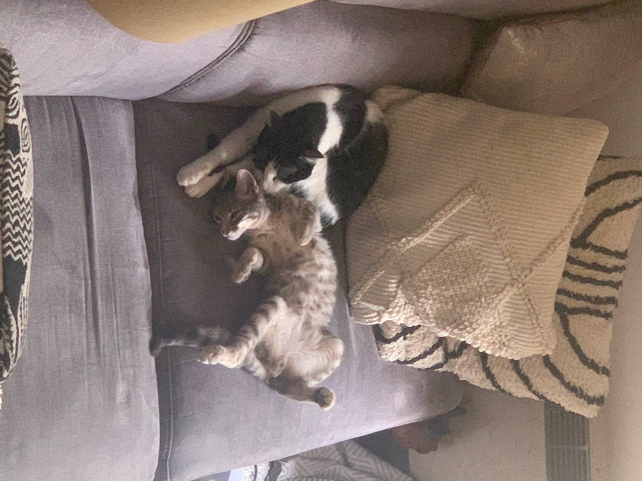 Sami a rejoint le concours — aidez-le/la à gagner de superbes lots ! canidae, carnivore, comfort, companion_dog, couch, dog, dog_breed, felidae, fur, grey, linens, monochrome, nap, small_to_medium_sized_cats, sporting_group, tail, toy_dog, whiskers, wood, working_animal