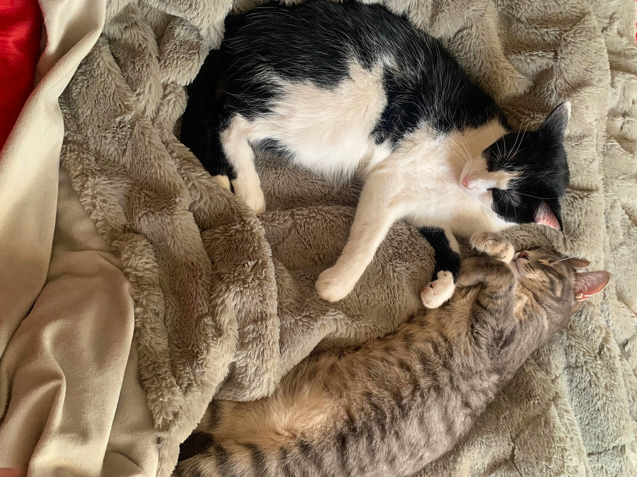 Sami a rejoint le concours — aidez-le/la à gagner de superbes lots ! canidae, carnivore, cat, claw, comfort, dog_breed, domestic_short_haired_cat, fawn, felidae, fur, linens, nap, paw, sleep, small_to_medium_sized_cats, snout, sporting_group, tail, whiskers, wood