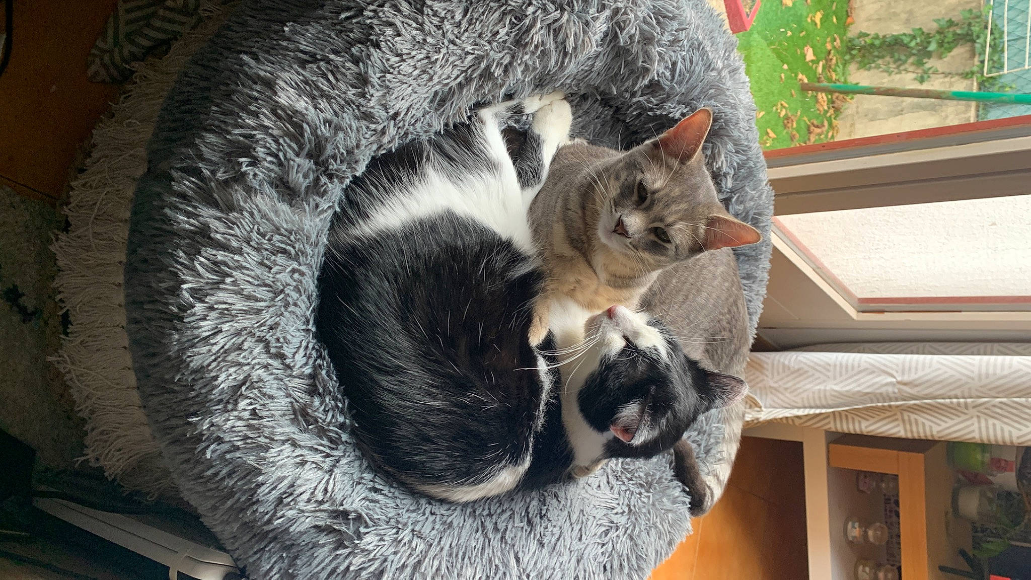 Anatole participe au concours pour gagner de l'argent avec cette photo : canidae, carnivore, cat, collar, comfort, domestic_short_haired_cat, fawn, felidae, fur, grey, paw, plant, small_to_medium_sized_cats, snout, tail, tree, whiskers, wildlife, window, wood