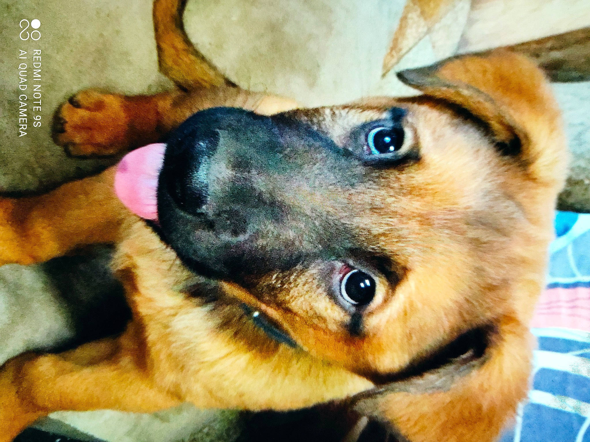 Puch a rejoint le concours — aidez-le/la à gagner de superbes lots ! canidae, carnivore, comfort, companion_dog, dog, dog_breed, ear, eye, fawn, fur, jaw, nose, paw, snout, sporting_group, street_dog, terrestrial_animal, whiskers, working_animal, working_dog