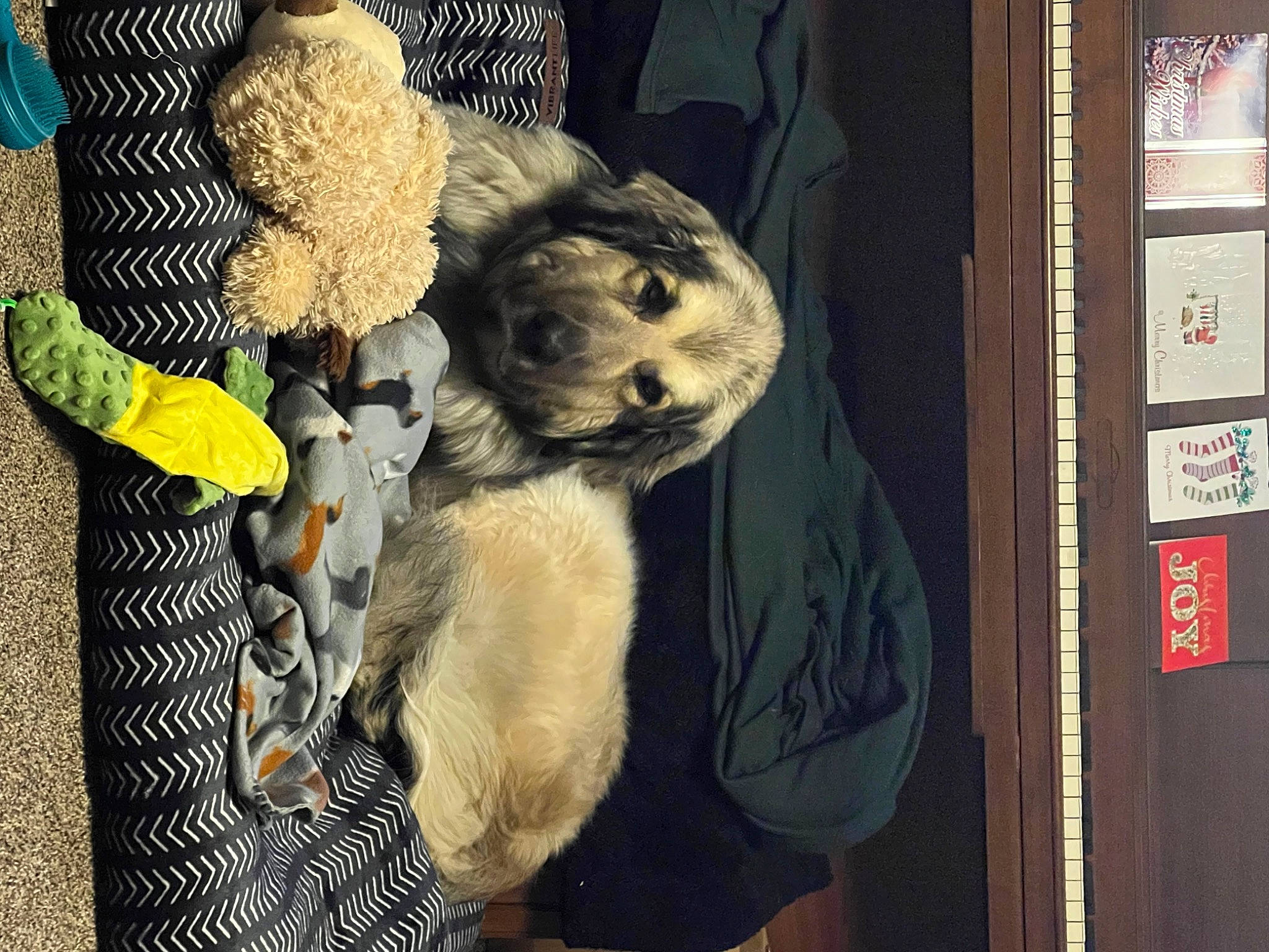 Sgt Toby is registered to the contest to win money with this photo: carnivore, comfort, companion_dog, dog, dog_breed, door, felidae, fur, fur_clothing, linens, small_to_medium_sized_cats, snout, sporting_group, stuffed_toy, tail, toy, toy_dog, whiskers, wool, woolen