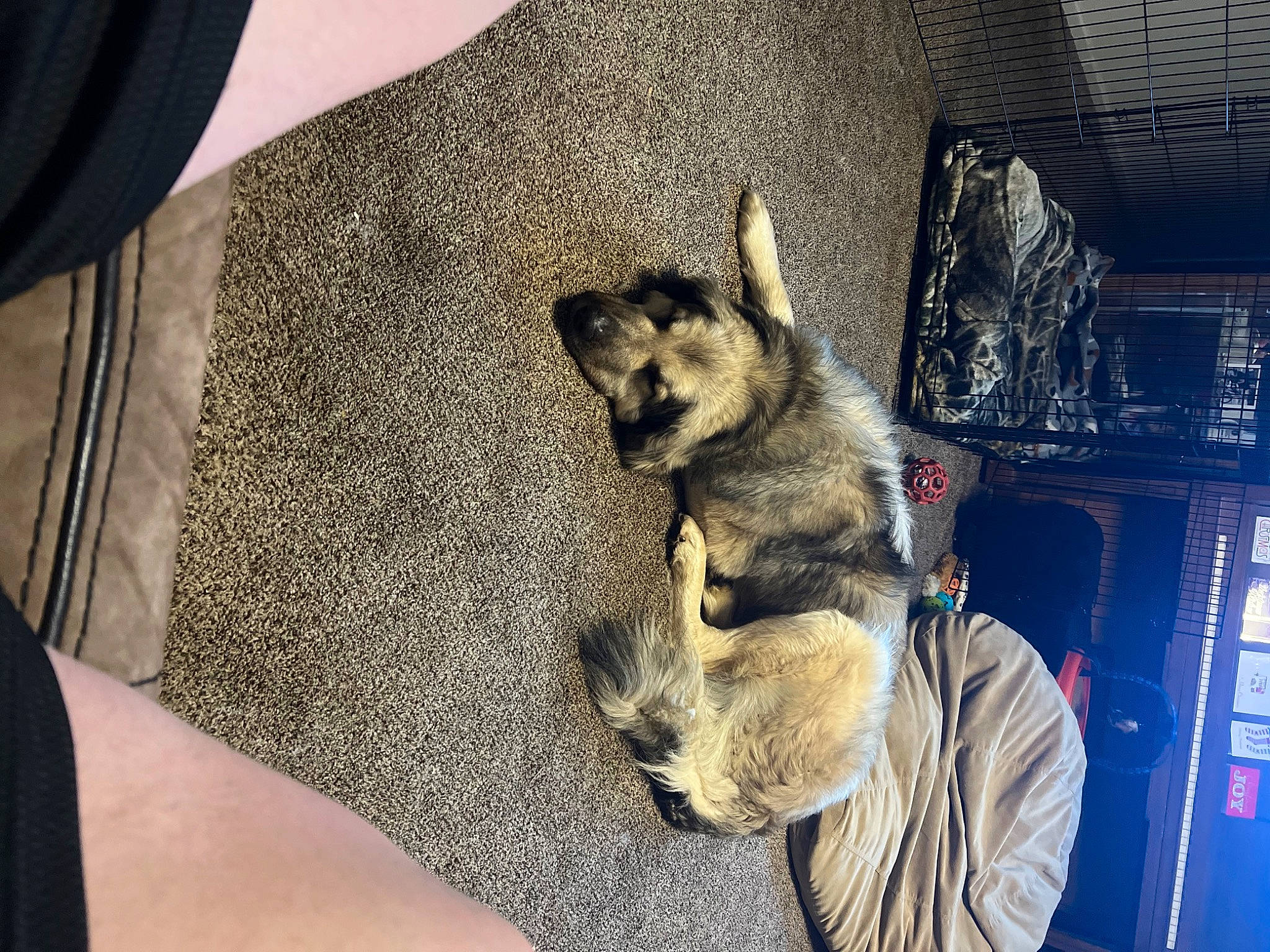 Sgt Toby is registered to the contest to win money with this photo: canidae, carnivore, comfort, companion_dog, dog, dog_breed, fawn, felidae, fur, german_shepherd_dog, human_leg, paw, tail, wildlife