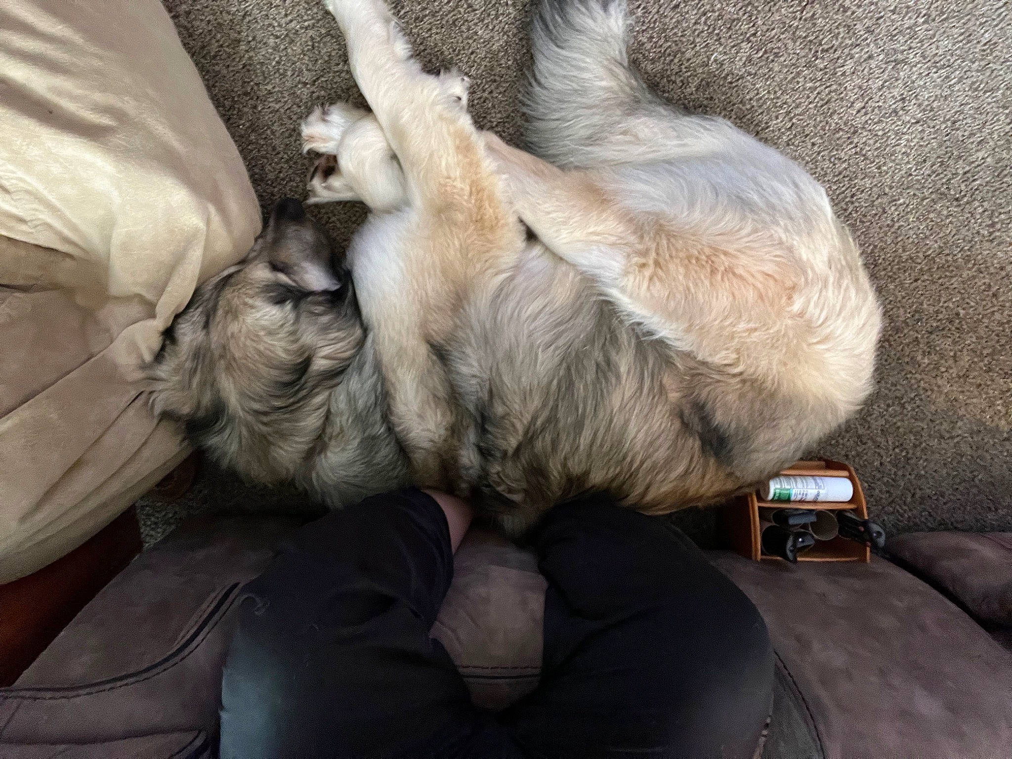 Sgt Toby joined the competition — help win amazing prizes! carnivore, claw, comfort, companion_dog, dog_breed, felidae, fur, goats, human_leg, livestock, paw, small_to_medium_sized_cats, sporting_group, tail, whiskers