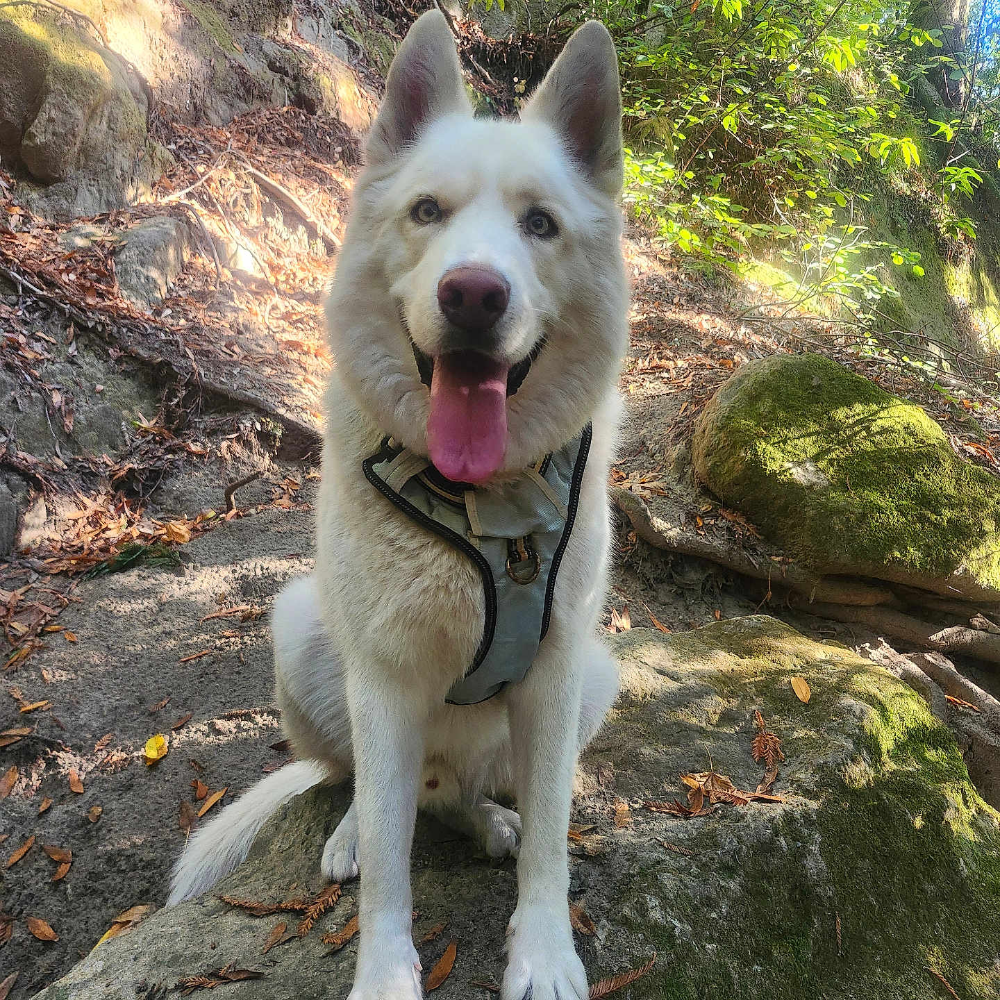 Slater joined the competition — help win amazing prizes! animal, canine, daylight, dog, ears_up, forest, happy, harness, hiking, leaves, moss, nature, outdoor, pet, rock, sitting, sunlight, tongue_out, trees, white_dog