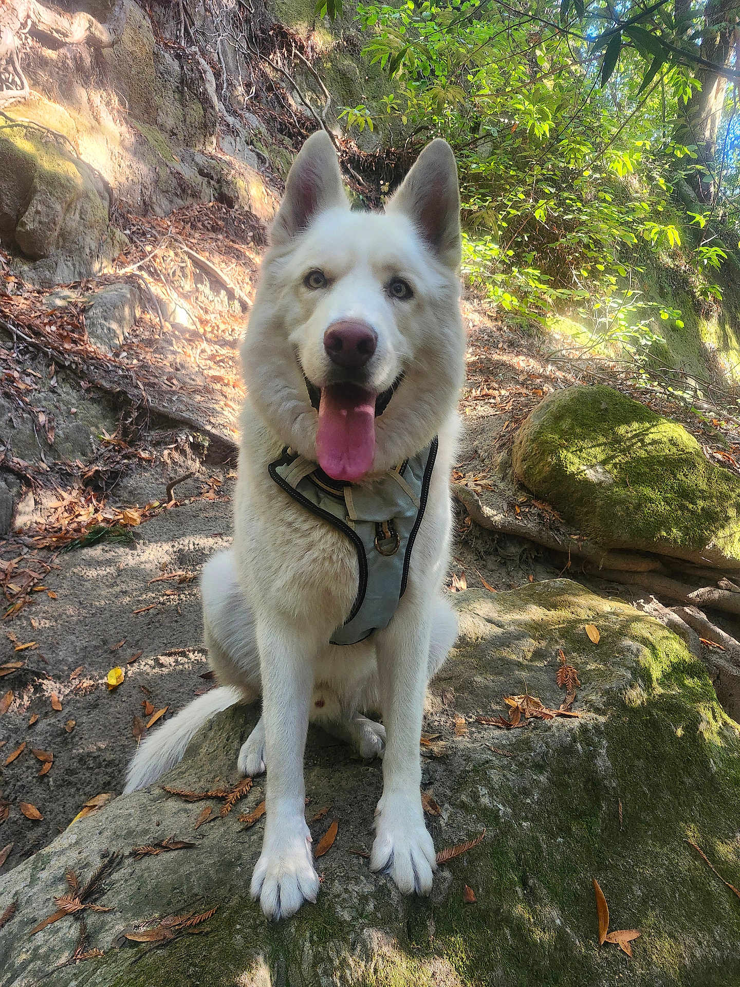 Slater joined the competition — help win amazing prizes! dog, white_dog, animal, pet, outdoor, forest, rock, moss, nature, sunlight, leaves, trees, hiking, happy, tongue_out, sitting, canine, ears_up, harness, daylight