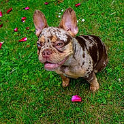 Reggie is registered to the contest to win money with this photo: dog, french_bulldog, brindle, heterochromia, blue_eye, brown_eye, pet, animal, grass, outdoor, flower_petals, smiling, cute, sitting, canine, nature, greenery, happy, close_up, portrait