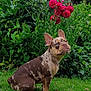 Reggie is registered to the contest to win money with this photo: dog, french_bulldog, merle, blue_eyes, grass, greenery, flowers, roses, outdoor, nature, plant, pet, canine, sitting, leafy, garden, cute, animal, portrait, daylight