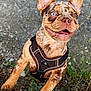 Reggie joined the competition — help win amazing prizes! dog, animal, outdoor, pet, brown_coat, spotted, harness, heterochromia, grass, rock, paws, closeup, playful, happy, canine, nature, ground, ears_up, tongue, teeth