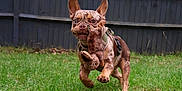Reggie is registered to the contest to win money with this photo: dog, french_bulldog, grass, toy, plush_toy, running, outdoor, pet, animal, playful, brown_dog, heterochromia, ears, yard, fence, mammal, cute, active, canine, nature