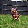 dog, french_bulldog, grass, toy, plush_toy, running, outdoor, pet, animal, playful, brown_dog, heterochromia, ears, yard, fence, mammal, cute, active, canine, nature
