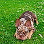 dog, french_bulldog, heterochromia, grass, greenery, outdoor, animal, pet, ears, lying_down, nature, cute, closeup, portrait, canine, flower, summer, eyes, snout, playful