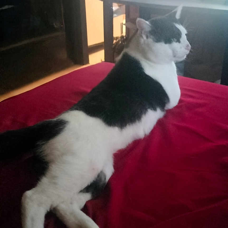 King is registered to the contest to win money with this photo: animal, architecture, bed, bedroom, building, cat, computerhardware, couch, electronics, furniture, hardware, indoors, interiordesign, livingroom, monitor, pet, room, screen, table, tv