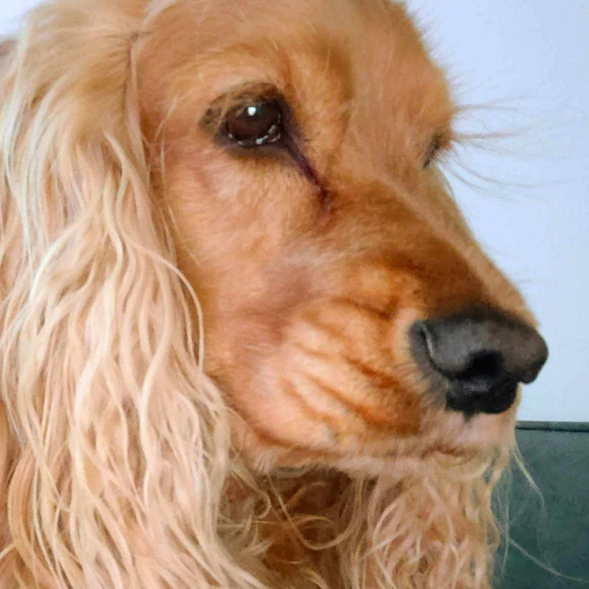 Chloe is registered to the contest to win money with this photo: animal, calm, canine, close_up, dog, domestic_animal, ears, face, fur, golden_retriever, indoor, long_hair, looking_away, mammal, nose, pet, portrait, side_view, snout, wavy_fur