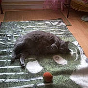 Crockett participe au concours pour gagner de l'argent avec cette photo :