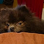 dog, black_dog, fluffy, pet, animal, indoors, cozy, bedroom, curtains, radiator, brown_surface, closeup, cute, fur, resting, eyes, nose, portrait, domestic_animal, sleepy