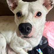 Chase joined the competition — help win amazing prizes! dog, white_dog, close_up, ears, pet, animal, lying_down, curious, soft_surface, fabric, clothing, indoor, cute, domestic_animal, face, nose, whiskers, fur, portrait, canine