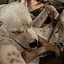 Chase is registered to the contest to win money with this photo: dog, puppy, sleeping, bone, blanket, cozy, indoor, pet, cute, resting, white_fur, spots, nose, ears, paw, closeup, relaxing, comfort, soft, snuggle