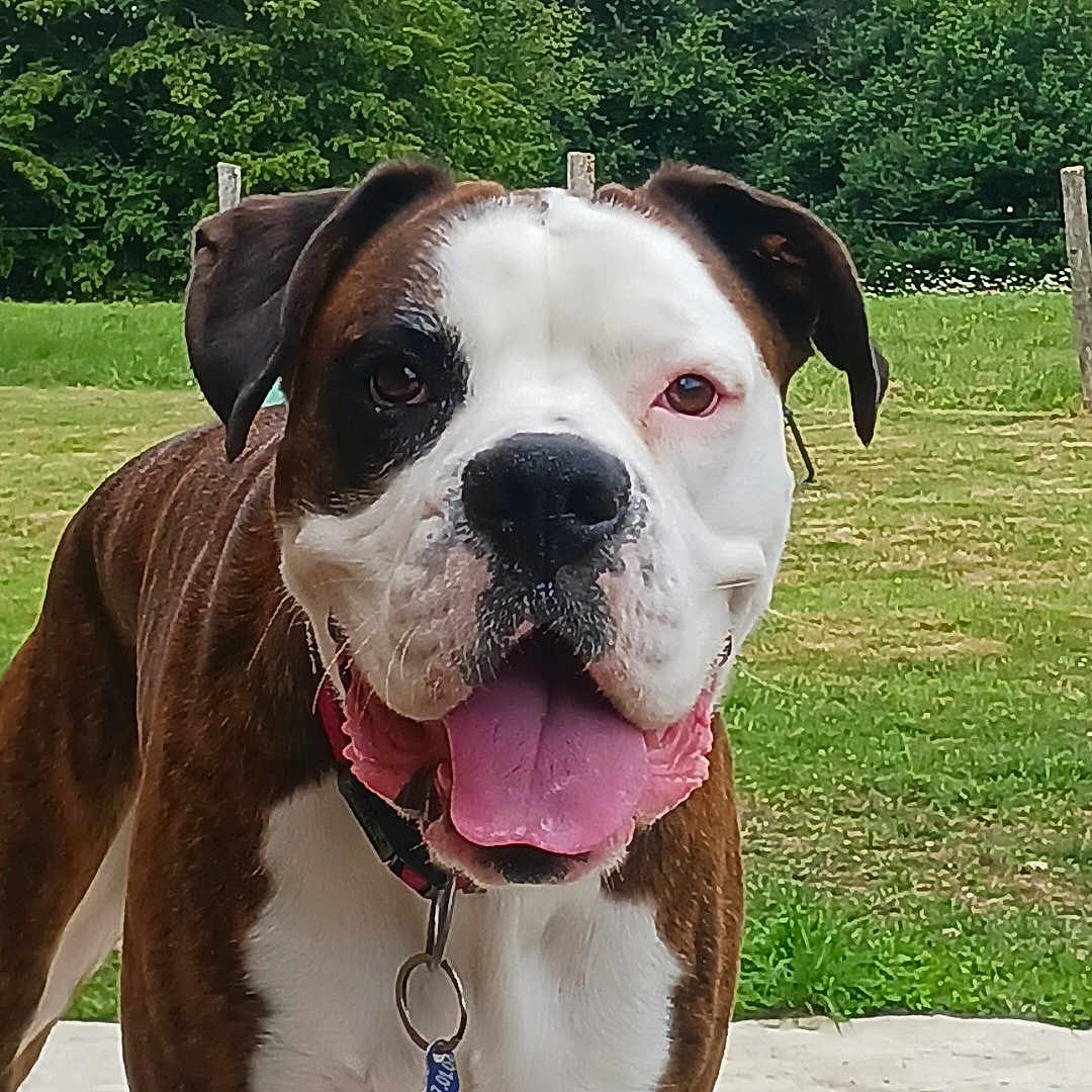Oscar participe au concours pour gagner de l'argent avec cette photo : animal, boxer, canine, closeup, collar, dog, friendly, grass, greenery, happy, nature, outdoor, pet, playful, portrait, standing, summer, tag, tongue, trees