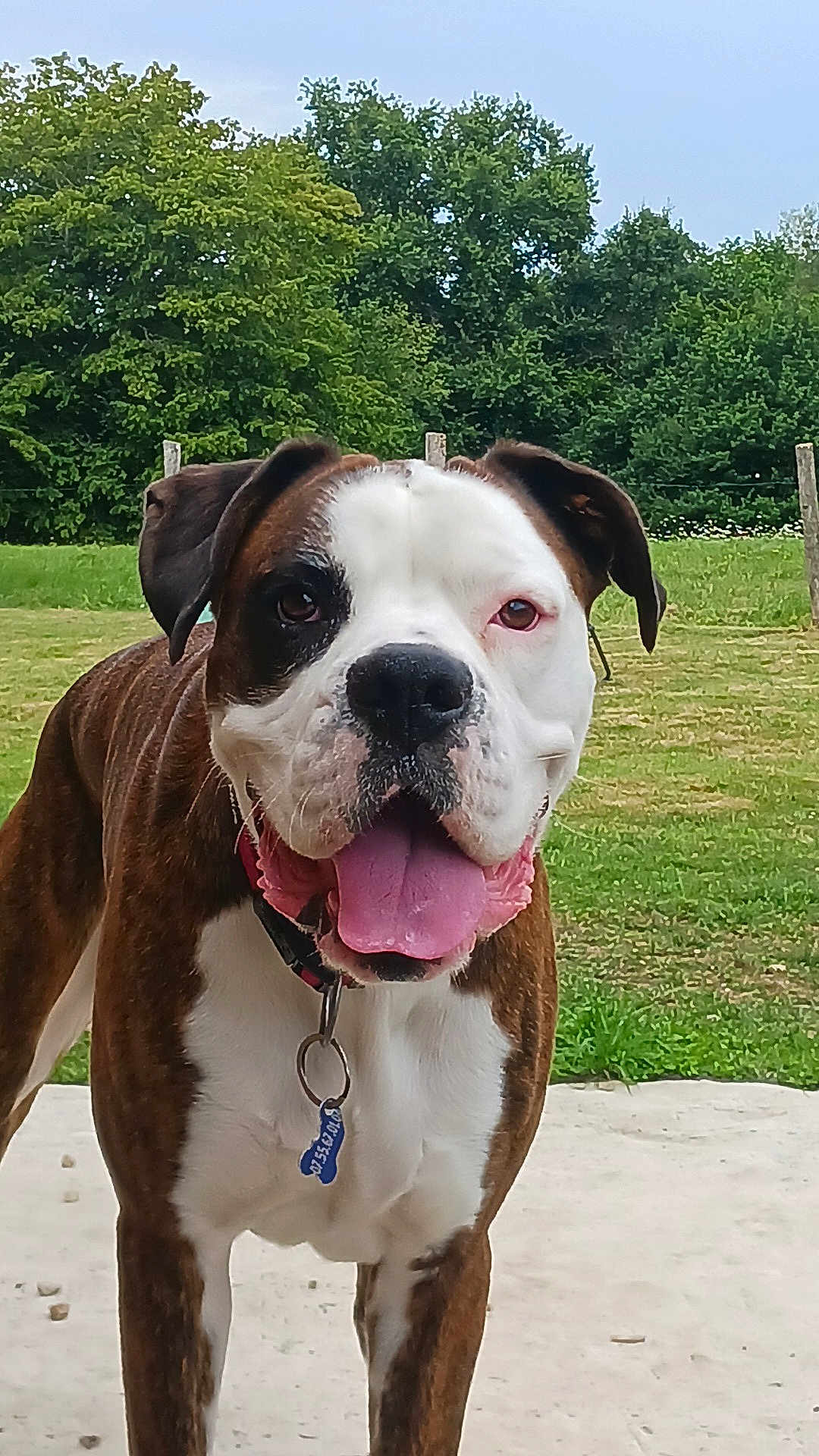 Oscar participe au concours pour gagner de l'argent avec cette photo : dog, boxer, pet, animal, outdoor, grass, trees, tongue, collar, tag, happy, playful, canine, nature, summer, greenery, closeup, portrait, standing, friendly