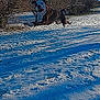 Oscar participe au concours pour gagner de l'argent avec cette photo : dog, snow, outdoor, winter, playful, jumping, blue_sky, trees, sunlight, nature, animal, canine, active, daylight, pet, fur, leisure, cold, landscape, happy