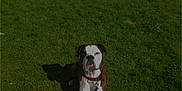 Oscar participe au concours pour gagner de l'argent avec cette photo : dog, boxer, grass, outdoor, collar, pet, animal, canine, nature, field, sunlight, sky, greenery, fence, leisure, resting, mammal, daytime, domestic_animal, portrait