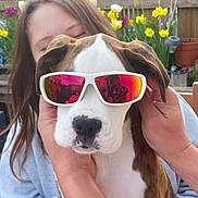 Oscar participe au concours pour gagner de l'argent avec cette photo : dog, sunglasses, person, hands, flower, fence, outdoor, spring, yellow_flower, purple_flower, greenery, pet, cute, portrait, reflection, brown_and_white_dog, casual_clothing, garden, happy, close_up