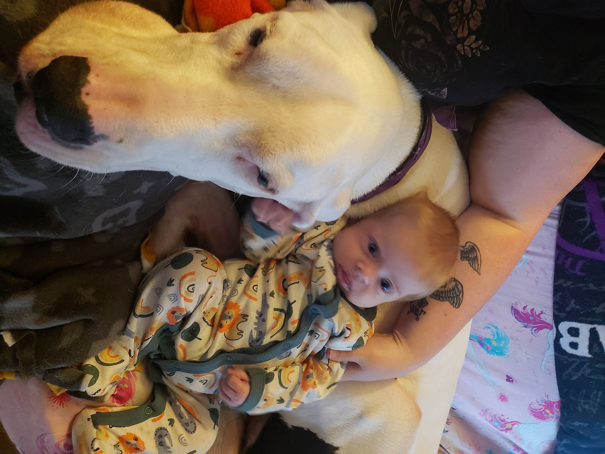 Casper joined the competition — help win amazing prizes! abdomen, baby, carnivore, chest, child, comfort, companion_dog, dog, dog_breed, fawn, fun, fur, guard_dog, happy, mouth, person, sporting_group, thigh, toddler, trunk