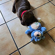Achille participe au concours pour gagner de l'argent avec cette photo : puppy, dog, toy, plush_toy, teddy_bear, red_collar, brown_fur, floor_tiles, indoor, pet, cute, small_dog, playing, animal, young_dog, domestic_animal, sniffing, lying_down, soft_toy, tile_floor