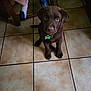 Achille participe au concours pour gagner de l'argent avec cette photo : puppy, dog, chocolate_labrador, floor, tile, pet, indoor, animal, legs, footwear, socks, sandals, looking_up, cute, young, collar, green_tag, brown_fur, pet_tag, home